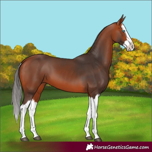 Horse Color:Unknown 