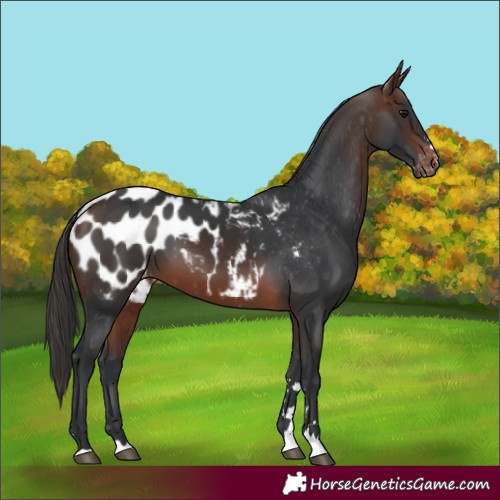 Horse Color:Unknown 