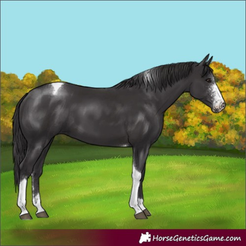 Horse Color:Smoky Black Sabino Tobiano