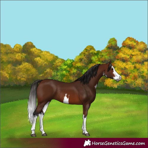 Horse Color:Gray White Spotted Bay Splash Rabicano