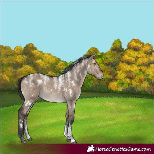 Horse Color:Powder White White Spotted Brown Dun Rabicano 