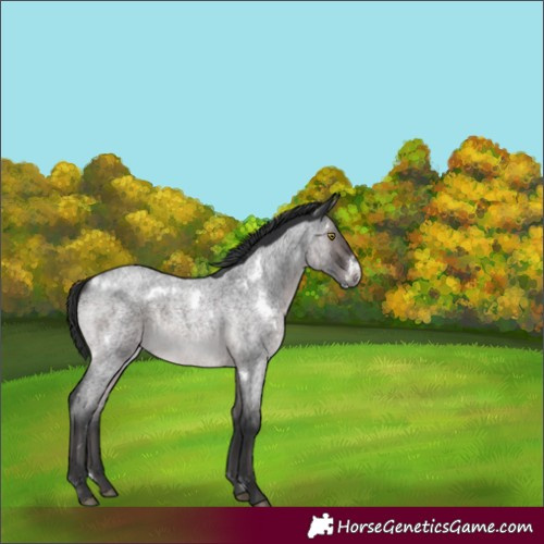 Horse Color:Platinum White Spotted Brown Roan