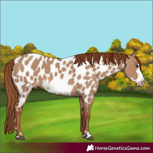 Horse Color:Red Dun Frame Near Leopard 