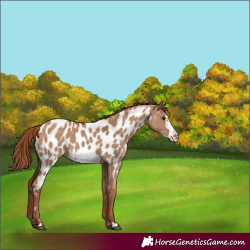 Horse Color:Red Dun Frame Appaloosa