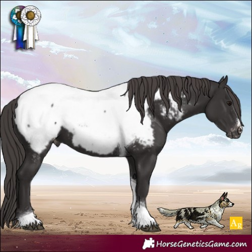 Horse Color:Smoky Black Tobiano Appaloosa 