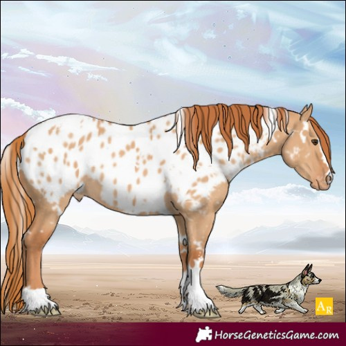 Horse Color:White Spotted Red Dun Appaloosa 