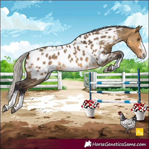 Horse Color:Silver Buckskin Dun Appaloosa 
