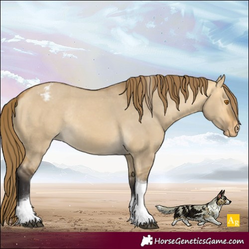 Horse Color:Buckskin Dun Tobiano Appaloosa Rabicano 