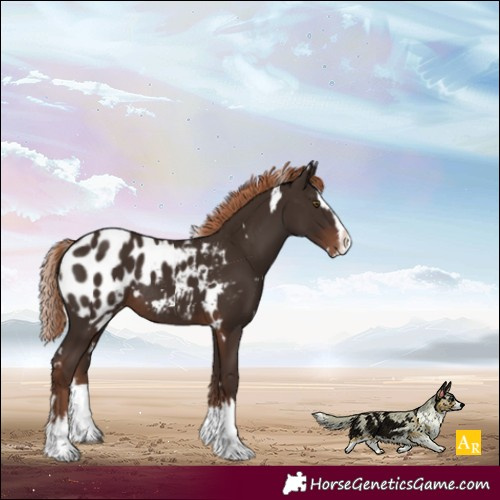 Horse Color:White Spotted Liver Chestnut Splash Appaloosa Rabicano 