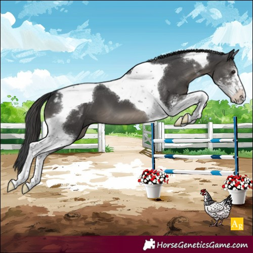 Horse Color:Black Sabino Tobiano Appaloosa