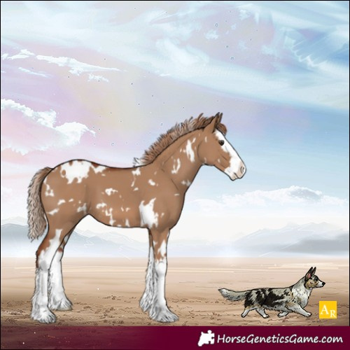 Horse Color:White Spotted Red Dun Splash