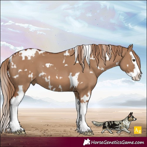 Horse Color:White Spotted Red Dun Splash 