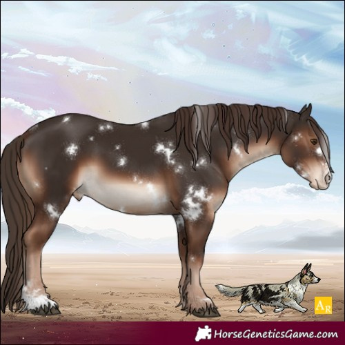 Horse Color:White Spotted Liver Chestnut Sabino Appaloosa