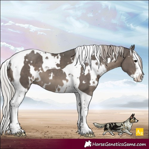 Horse Color:White Spotted Silver Black Splash Tobiano Appaloosa 