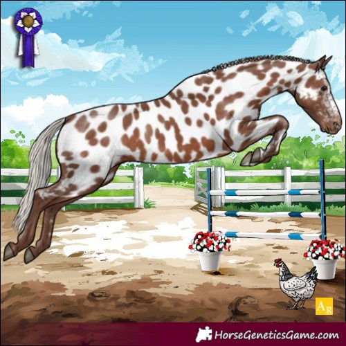 Horse Color:Silver Black Sabino Appaloosa Rabicano