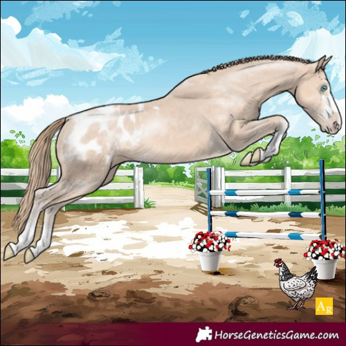 Horse Color:Perlino Appaloosa