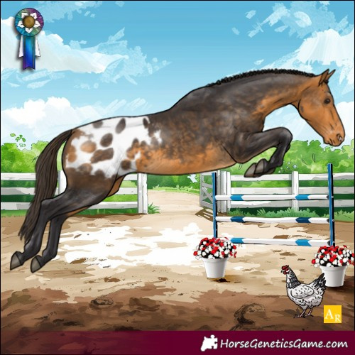 Horse Color:Buckskin Appaloosa Rabicano 