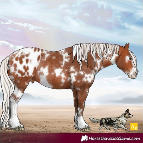 Horse Color:White Spotted Silver Bay Sabino Appaloosa Rabicano 