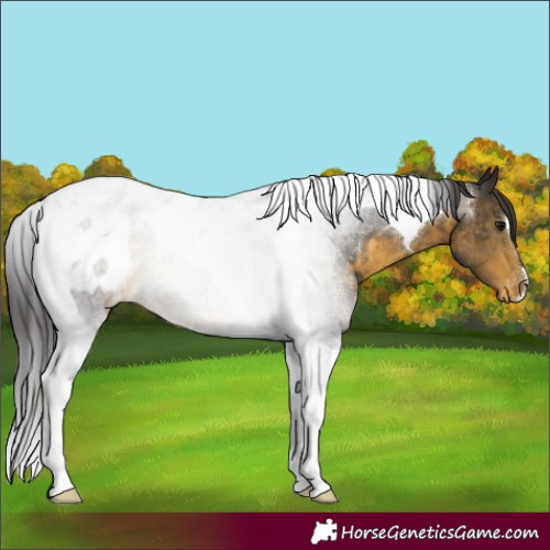 Horse Color:Buckskin Tobiano Blanket Rabicano 