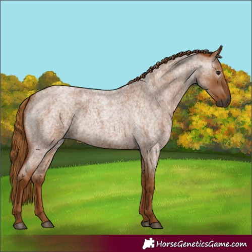 Horse Color:Gray Red Roan