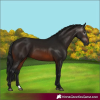 Horse Color:Gray Brown