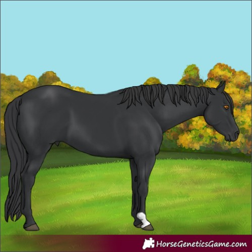 Horse Color:Black 