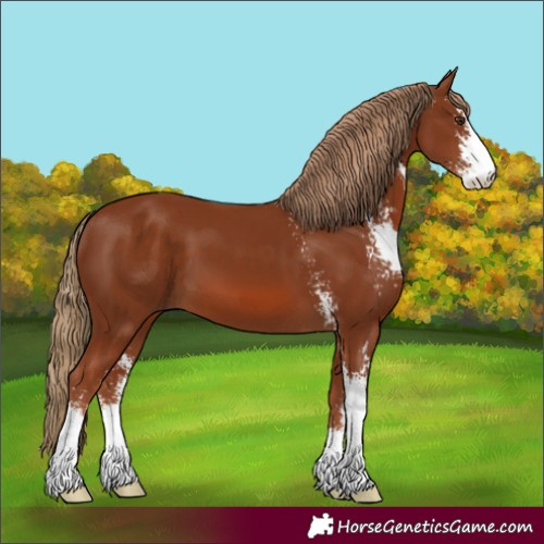 Horse Color:Chestnut Sabino