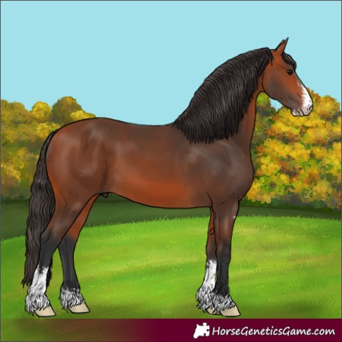 Horse Color:Unknown 