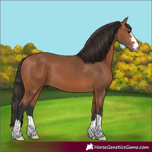 Horse Color:Unknown 