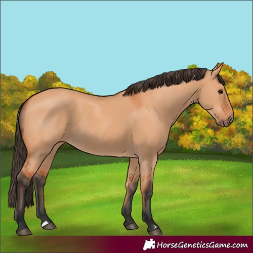 Horse Color:Bay Dun