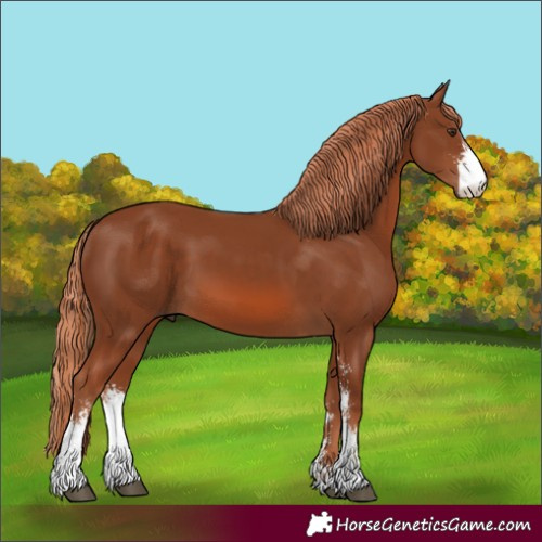 Horse Color:Unknown 