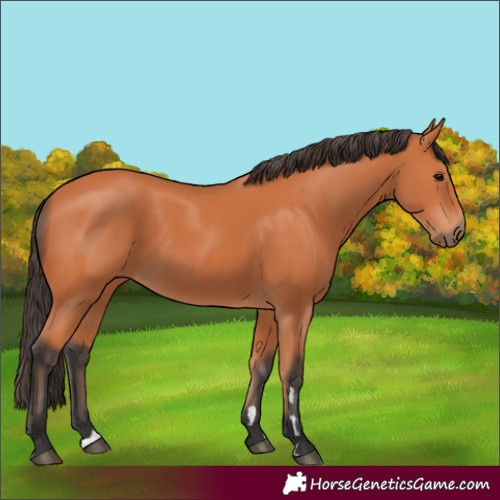 Horse Color:Bay 