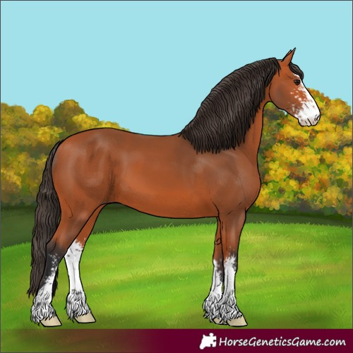 Horse Color:Unknown 