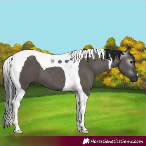 Horse Color:Gray Grullo Tobiano 