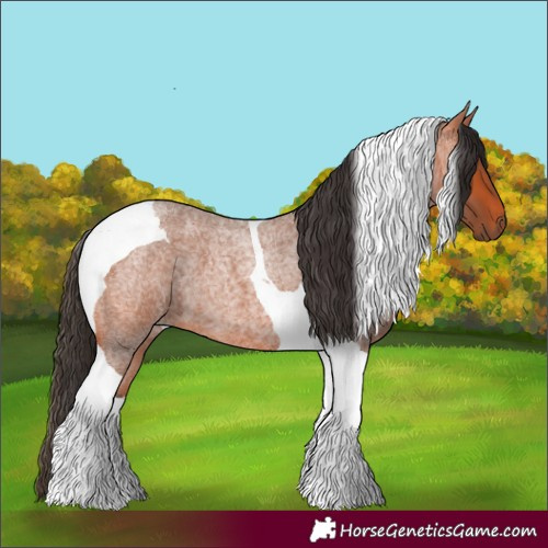 Horse Color:Bay Roan Tobiano