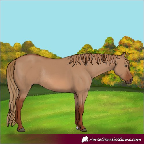 Horse Color:Red Dun Rabicano 