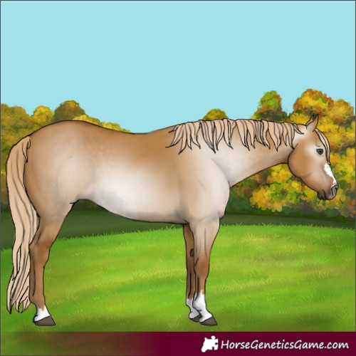 Horse Color:Gray Palomino Dun Rabicano 