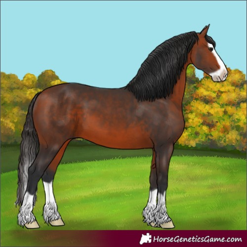 Horse Color:Bay Splash Frame