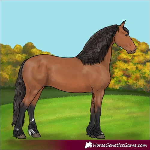 Horse Color:Bay 