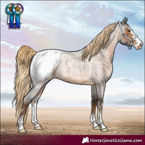 Horse Color:Chocolate Palomino Roan Sabino Appaloosa