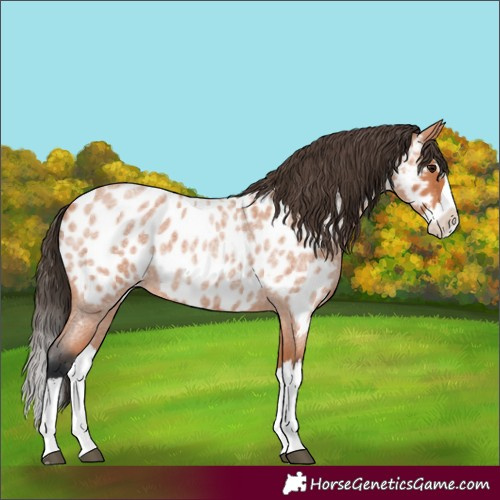 Horse Color:Bay Roan Splash Near Leopard 