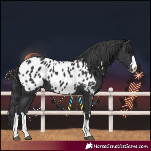 Horse Color:Black Near Leopard