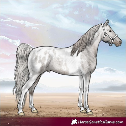 Horse Color:Silver Blue Roan Tobiano Blanket Rabicano