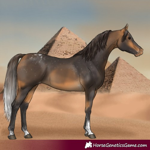 Horse Color:Buckskin Tobiano Appaloosa Rabicano