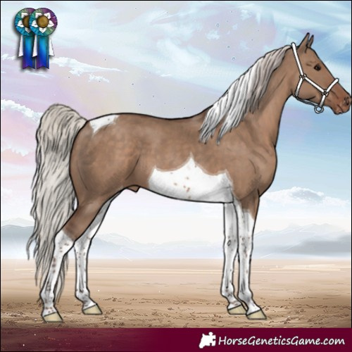 Horse Color:Silver Grullo Tobiano Appaloosa