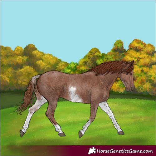 Horse Color:White Spotted Chestnut Sabino