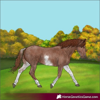 Horse Color:White Spotted Chestnut Sabino