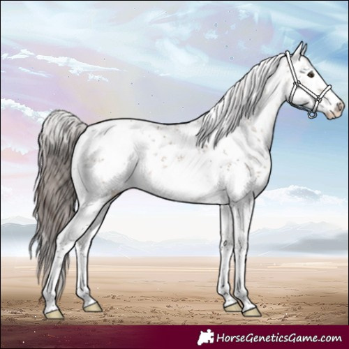 Horse Color:White Spotted Bay Dun Sabino Appaloosa