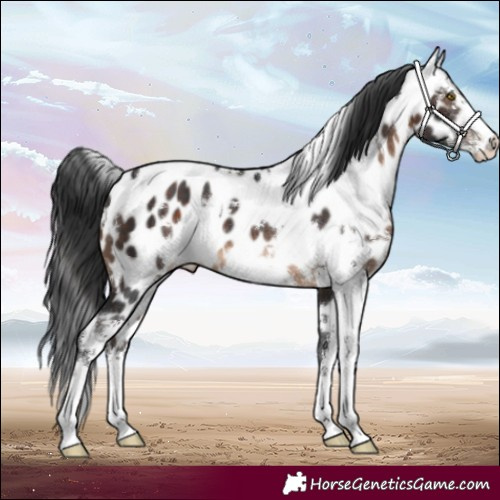 Horse Color:White Spotted Brown Sabino Appaloosa