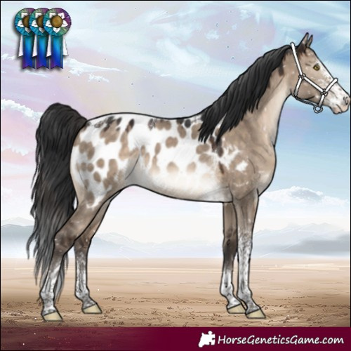 Horse Color:Brown Dun Sabino Tobiano Appaloosa